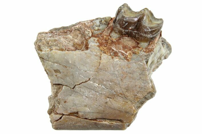 Fossil Horse (Mesohippus) Jaw Section - South Dakota #254957